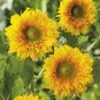 Sunflower Double Delight - Seed -Outdoor Garden Store 121775 sunflower double delight 2