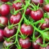 Tomato Black Cherry Organic - Seed -Outdoor Garden Store 500 tomato black cherry