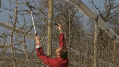 Bahco P280-SL-80 Professional 55mm Bypass Loppers With Long Lightweight Aluminium Handle -Outdoor Garden Store P280 SL 80 Professional 55mm Bypass Loppers with Long Lightweight Aluminium Handle 5 25328.1707204881