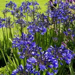 Agapanthus Purple Cloud -Outdoor Garden Store agapanthus hyperblue planting