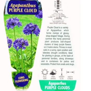 Agapanthus Purple Cloud - Image 4