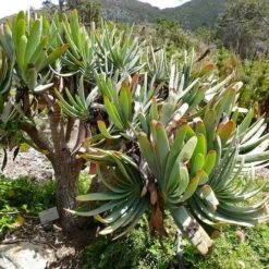 Aloe Plicatilis - Fan Aloe - Succulent -Outdoor Garden Store aloe plicatilis flickr bernard dupont