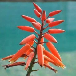 Aloe Plicatilis - Fan Aloe - Succulent -Outdoor Garden Store aloe plicatilis flickr jean michel moullec