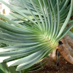 Aloe Plicatilis - Fan Aloe - Succulent -Outdoor Garden Store aloe plicatilis flickr jesus cabrera 1