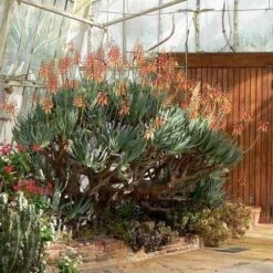 Aloe Plicatilis - Fan Aloe - Succulent -Outdoor Garden Store aloe plicatilis flickr laurent houmeau