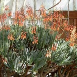Aloe Plicatilis - Fan Aloe - Succulent -Outdoor Garden Store aloe plicatilis flickr laurent houmeau hr