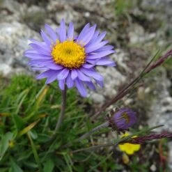 Aster Alpine Mix - Seed -Outdoor Garden Store alpine aster llac