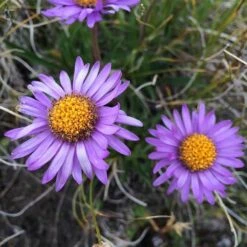 Aster Alpine Mix - Seed -Outdoor Garden Store alpine aster mauve2
