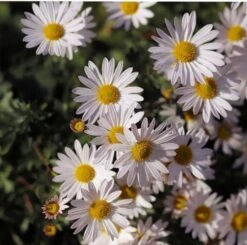 Aster Alpine Mix - Seed -Outdoor Garden Store alpine aster white