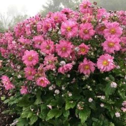 Anemone Fall In Love Sweetly- Japanese Anemone -Outdoor Garden Store anemone fall in sweetly plant