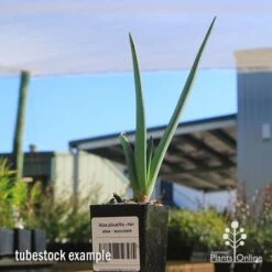Aloe Plicatilis - Fan Aloe - Succulent -Outdoor Garden Store apo aloe plicatilis tubestock