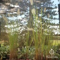Pennisetum Alopecuroides - Swamp Fountain Grass -Outdoor Garden Store apo alopecuroides in nuery