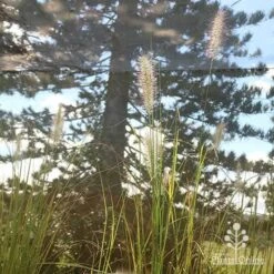 Pennisetum Alopecuroides - Swamp Fountain Grass -Outdoor Garden Store apo alopecuroides in nursery2