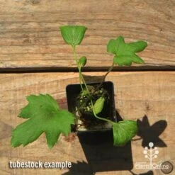 Anemone Fall In Love Sweetly- Japanese Anemone -Outdoor Garden Store apo anemone fall in love tubestock top