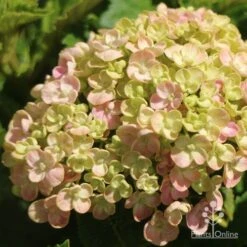 Hydrangea Ayesha 20 Hydrangea Ayesha -Outdoor Garden Store apo ayesha hydrangea buds