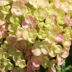 Hydrangea Ayesha 21 Hydrangea Ayesha -Outdoor Garden Store apo ayesha hydrangea buds close