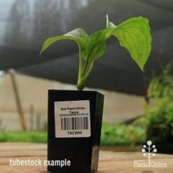 Bat Plant - Tacca -Outdoor Garden Store apo black bat tacca tubestock