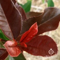 Photinia Black Jack -Outdoor Garden Store apo black jack photinia colour