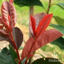 Photinia Black Jack -Outdoor Garden Store apo black jack photinia new shoot