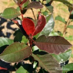 Photinia Black Jack -Outdoor Garden Store apo black jack photinia winter