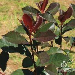 Photinia Black Jack -Outdoor Garden Store apo black jack winter