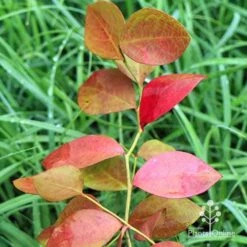 Blueberry Powder Blue -Outdoor Garden Store apo blueberry powder blue autumn