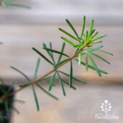 Boronia Clavata - Bremer Boronia -Outdoor Garden Store apo boronia clavata foliage