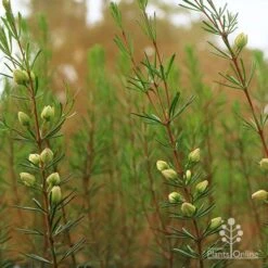 Boronia Clavata - Bremer Boronia -Outdoor Garden Store apo bremer boronia