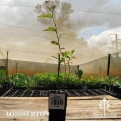 Blueberry Brightwell 16 Blueberry Brightwell -Outdoor Garden Store apo britewell tubestock side