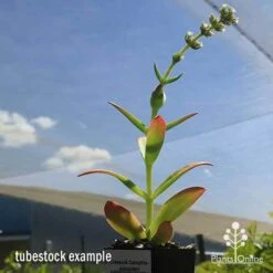 Crassula Campfire - Succulent -Outdoor Garden Store apo campfire flowering green phase