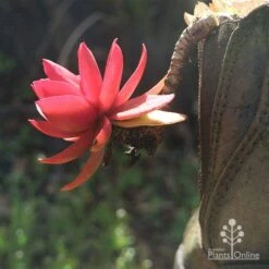 Crassula Campfire - Succulent -Outdoor Garden Store apo campfire in boot