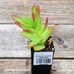 Crassula Campfire - Succulent -Outdoor Garden Store apo campfire tubestock