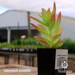 Crassula Campfire - Succulent -Outdoor Garden Store apo campfire tubestock side