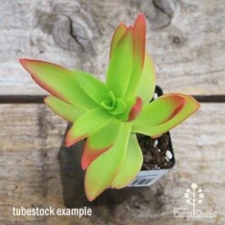 Crassula Campfire - Succulent -Outdoor Garden Store apo campfire tubestock top