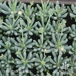 Senecio Chalk Sticks - Succulent -Outdoor Garden Store apo chalk sticks dwarf plug plants