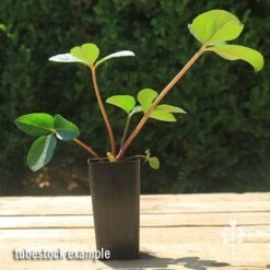 Hellebore Cinnamon Snow - Winter Rose -Outdoor Garden Store apo cinnamon snow hellebore tubestock