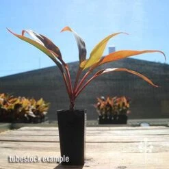 Cordyline Fruticosa Tangelo -Outdoor Garden Store apo cordyline tangelo tubestock sun