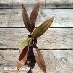 Cordyline Fruticosa Tangelo -Outdoor Garden Store apo cordyline tangelo tubestock top