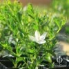 Crowea White Star - Waxflower -Outdoor Garden Store apo correa white star flower