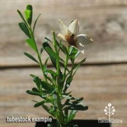 Crowea White Star - Waxflower -Outdoor Garden Store apo crowea white star flower