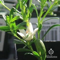 Crowea White Star - Waxflower -Outdoor Garden Store apo crowea white star flower 1