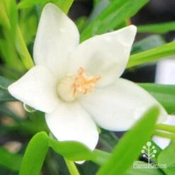 Crowea White Star - Waxflower -Outdoor Garden Store apo crowea white star flower 1 1