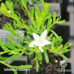 Crowea White Star - Waxflower -Outdoor Garden Store apo crowea white star tubestock