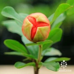 Pomegranate Double Orange -Outdoor Garden Store apo double pomegranate bud