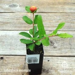 Pomegranate Double Orange -Outdoor Garden Store apo double pomegranate tubestock top