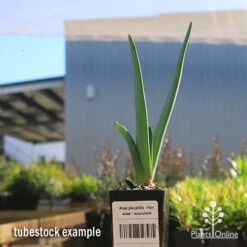Aloe Plicatilis - Fan Aloe - Succulent -Outdoor Garden Store apo fan aloe tubestock