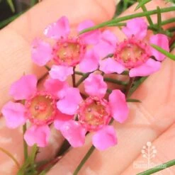 Chamelaucium Free Spirit - Waxflower -Outdoor Garden Store apo free spirit flower closeup