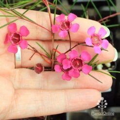 Chamelaucium Free Spirit - Waxflower -Outdoor Garden Store apo free spirit flower size