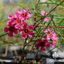 Chamelaucium Free Spirit - Waxflower -Outdoor Garden Store apo free spirit magenta