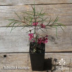 Chamelaucium Free Spirit - Waxflower -Outdoor Garden Store apo free spirit waxflower tubestock